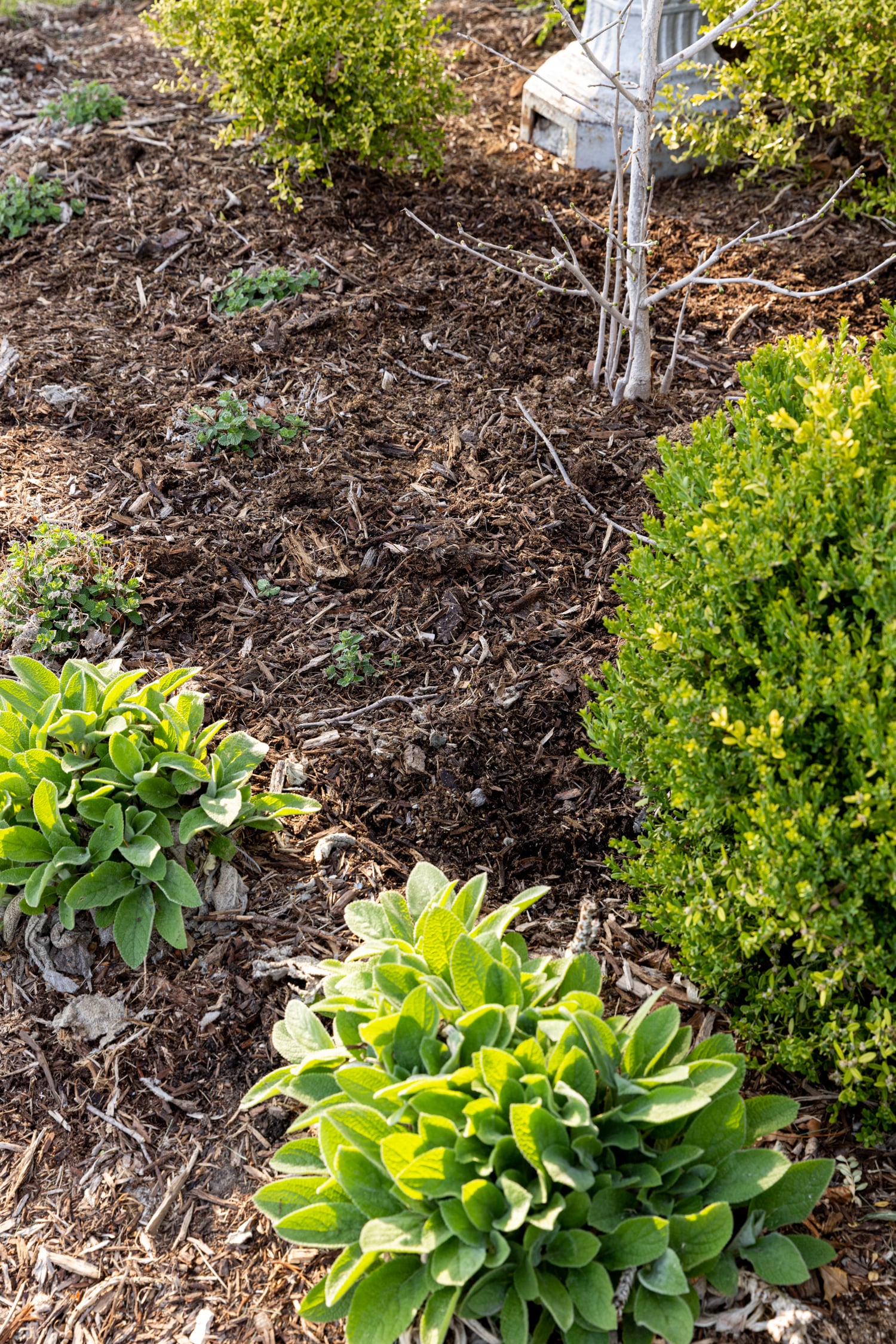 Refreshed mulch in flowerbeds around already planted plants.