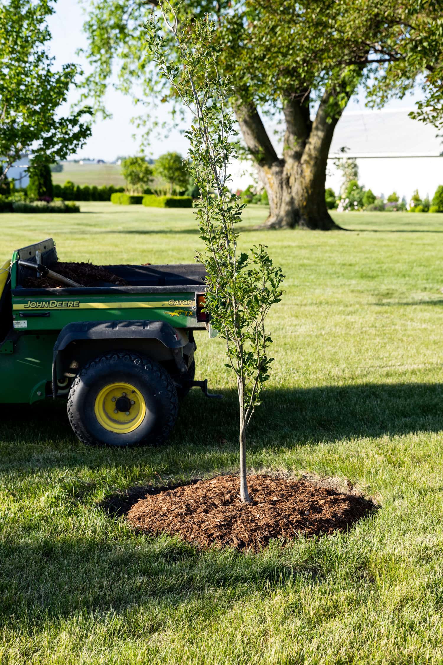 Mulch applied correctly around a newly planted tree.