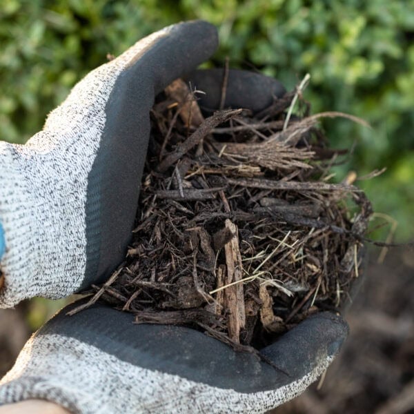 Two hands holding mulch.