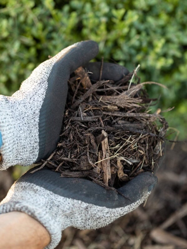 Two hands holding mulch.