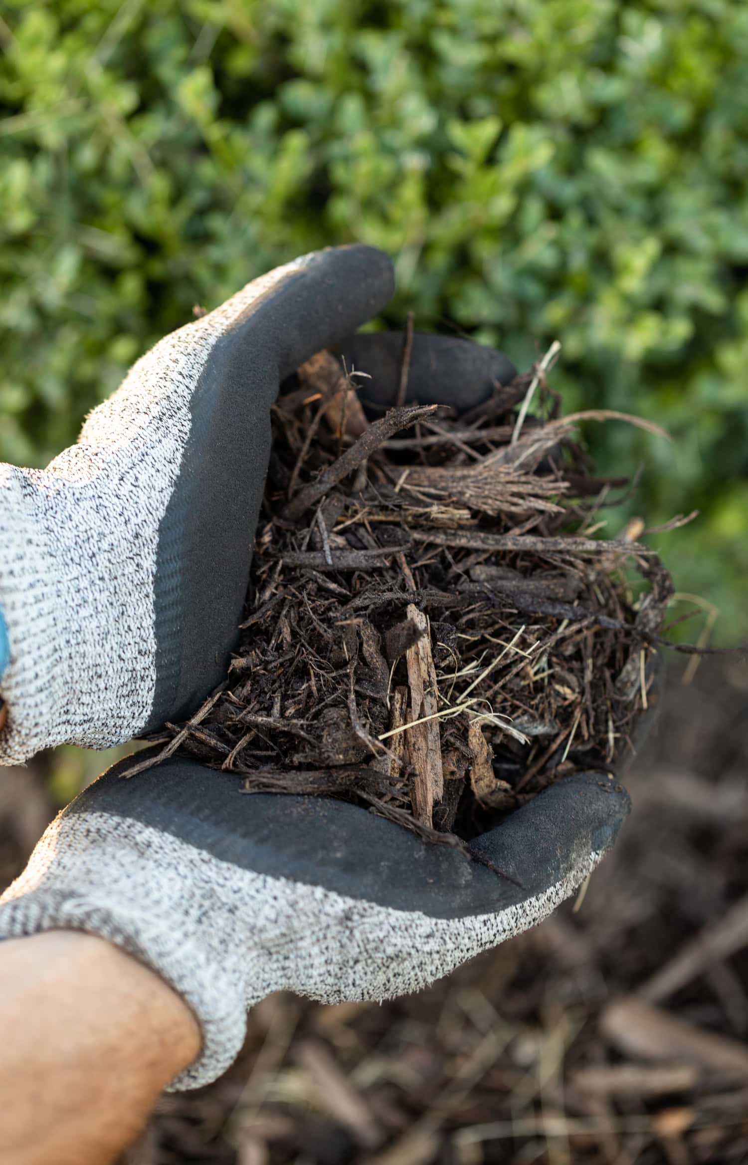 Two hands holding mulch.
