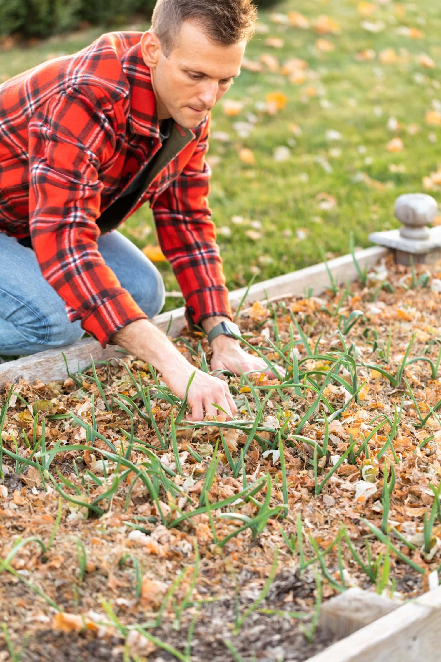 Using leaves as a protective layer in garden beds.