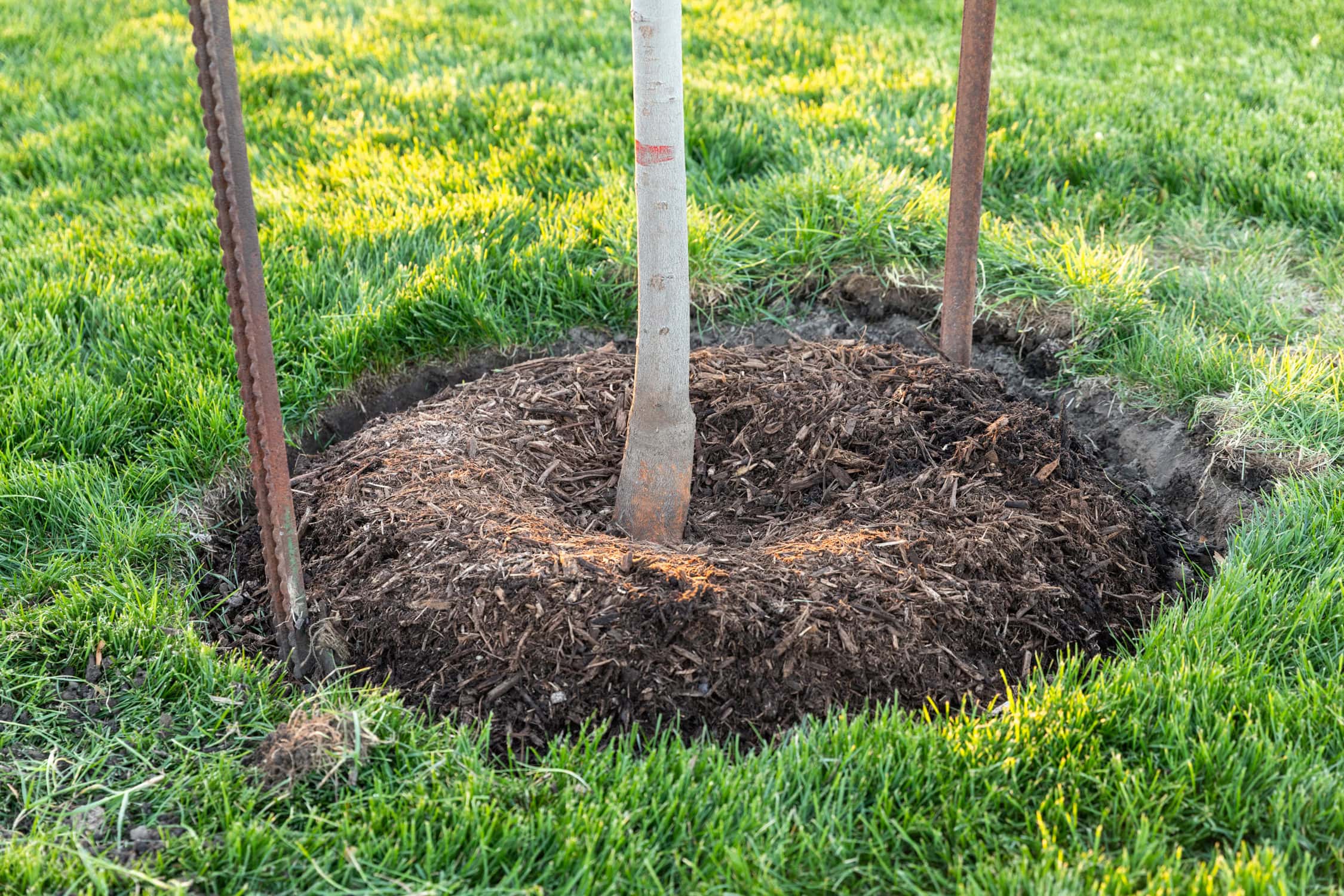 Correct exposed root flare around a tree.